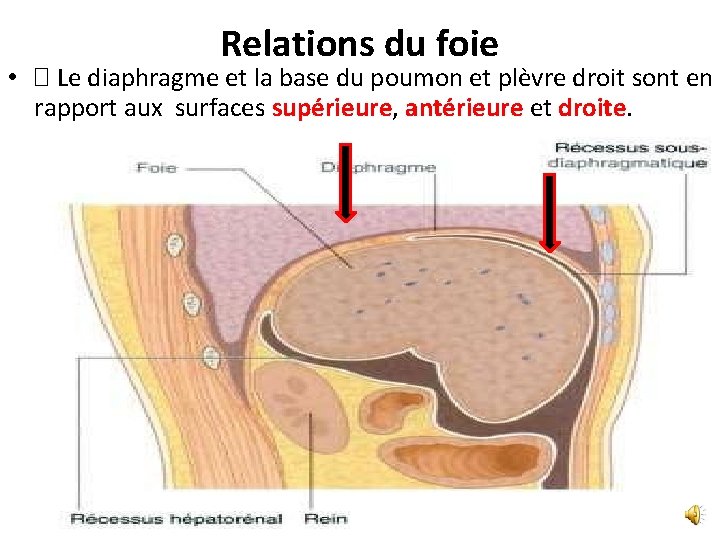 Relations du foie • � Le diaphragme et la base du poumon et plèvre Relations du foie • � Le diaphragme et la base du poumon et plèvre
