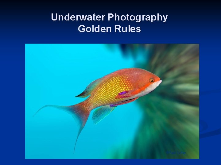 Underwater Photography Golden Rules © Paul Colley 
