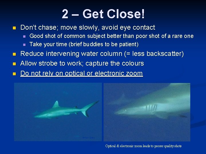 2 – Get Close! n Don’t chase; move slowly, avoid eye contact n n