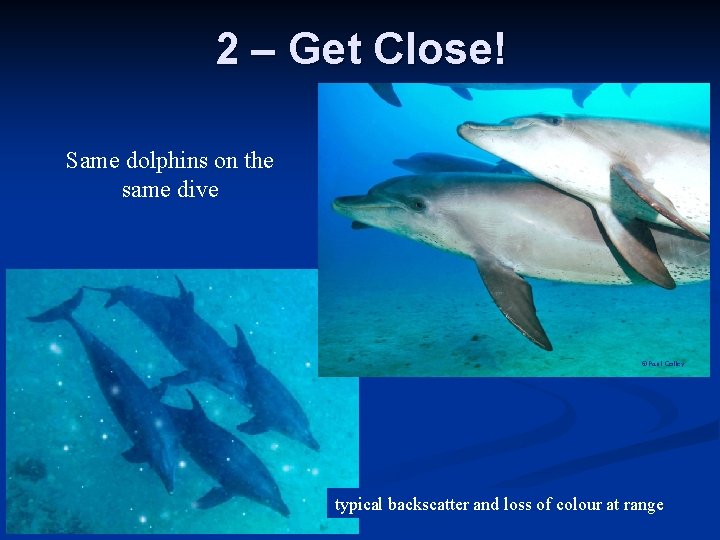 2 – Get Close! Same dolphins on the same dive © Paul Colley typical 2 – Get Close! Same dolphins on the same dive © Paul Colley typical