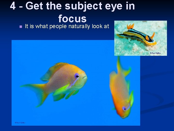 4 - Get the subject eye in focus n It is what people naturally