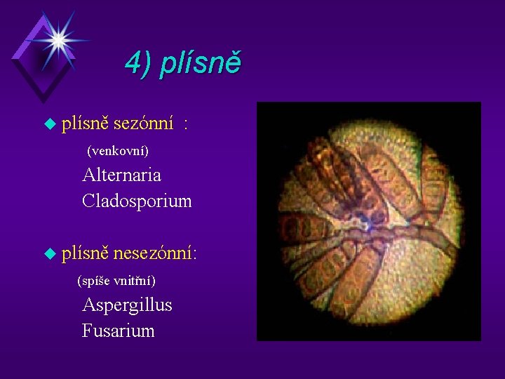 4) plísně u plísně sezónní : (venkovní) Alternaria Cladosporium u plísně nesezónní: (spíše vnitřní)