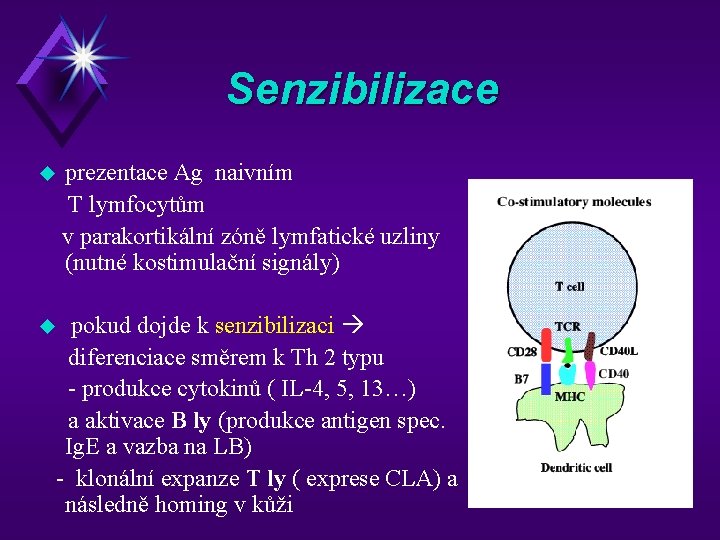 Senzibilizace u prezentace Ag naivním T lymfocytům v parakortikální zóně lymfatické uzliny (nutné kostimulační