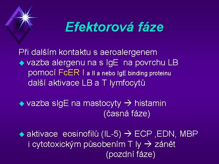 Efektorová fáze Při dalším kontaktu s aeroalergenem u vazba alergenu na s Ig. E