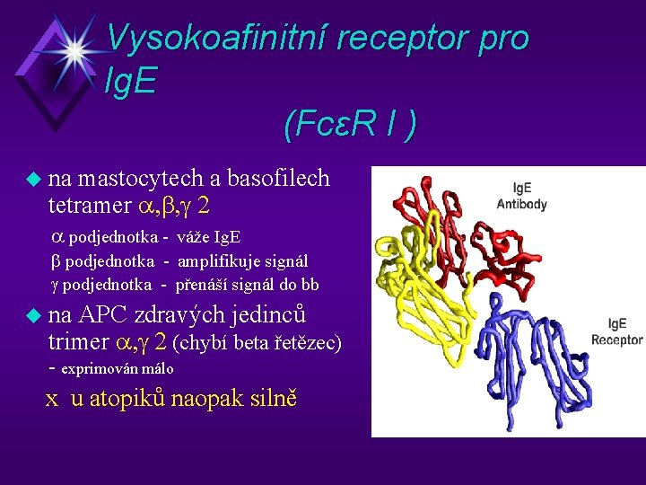 Vysokoafinitní receptor pro Ig. E (FcεR I ) u na mastocytech a basofilech tetramer