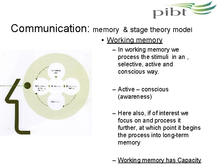 Communication: memory & stage theory model • Working memory – In working memory we