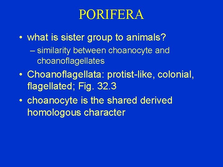 PORIFERA • what is sister group to animals? – similarity between choanocyte and choanoflagellates