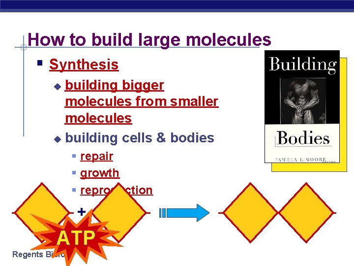 How to build large molecules § Synthesis building bigger molecules from smaller molecules u