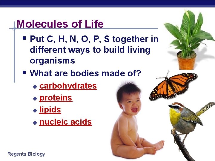 Molecules of Life § Put C, H, N, O, P, S together in §