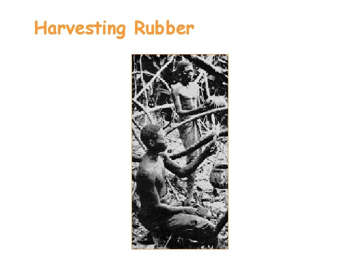 Harvesting Rubber 