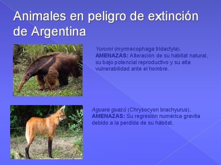 Animales en peligro de extinción de Argentina Yurumi (myrmecophaga tridactyla). AMENAZAS: Alteración de su