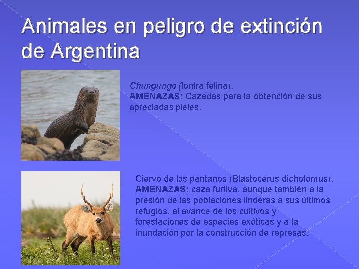 Animales en peligro de extinción de Argentina Chungungo (lontra felina). AMENAZAS: Cazadas para la