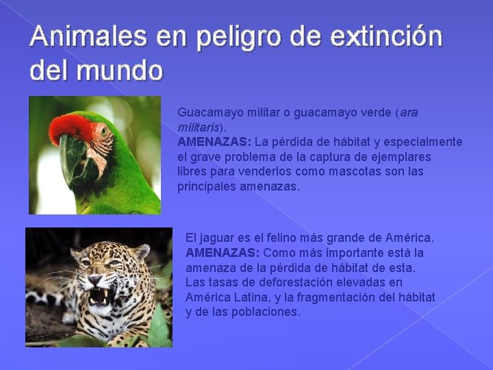 Animales en peligro de extinción del mundo Guacamayo militar o guacamayo verde (ara militaris).