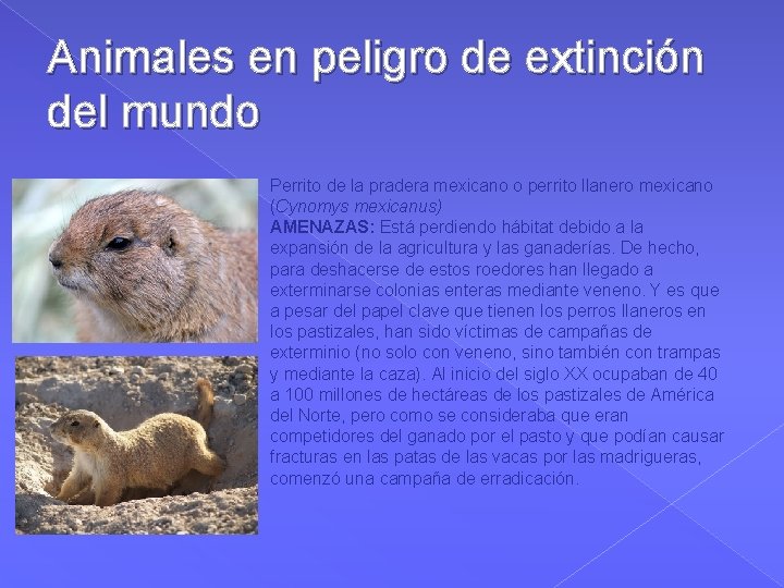 Animales en peligro de extinción del mundo Perrito de la pradera mexicano o perrito