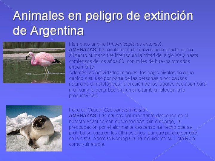 Animales en peligro de extinción de Argentina Flamenco andino (Phoenicopterus andinus). AMENAZAS: La recolección