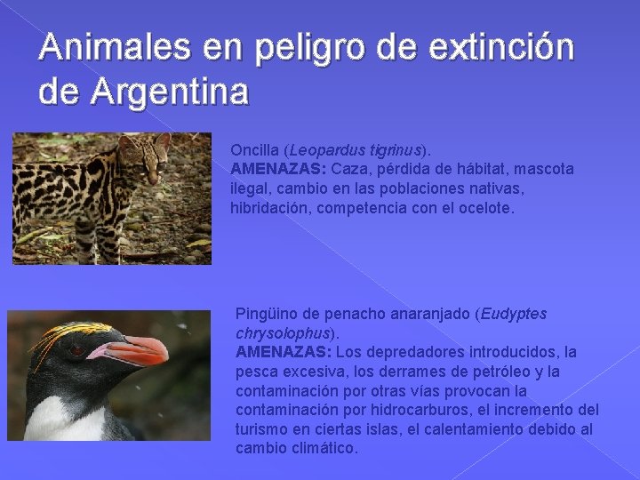 Animales en peligro de extinción de Argentina Oncilla (Leopardus tigrinus). AMENAZAS: Caza, pérdida de