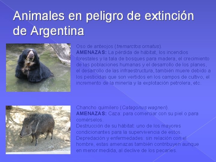 Animales en peligro de extinción de Argentina Oso de anteojos (tremarctos ornatus). AMENAZAS: La
