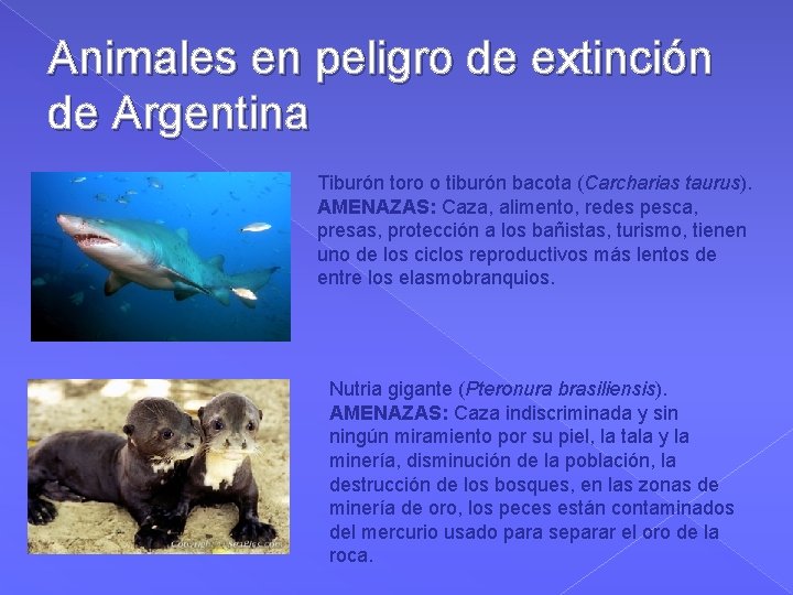 Animales en peligro de extinción de Argentina Tiburón toro o tiburón bacota (Carcharias taurus).