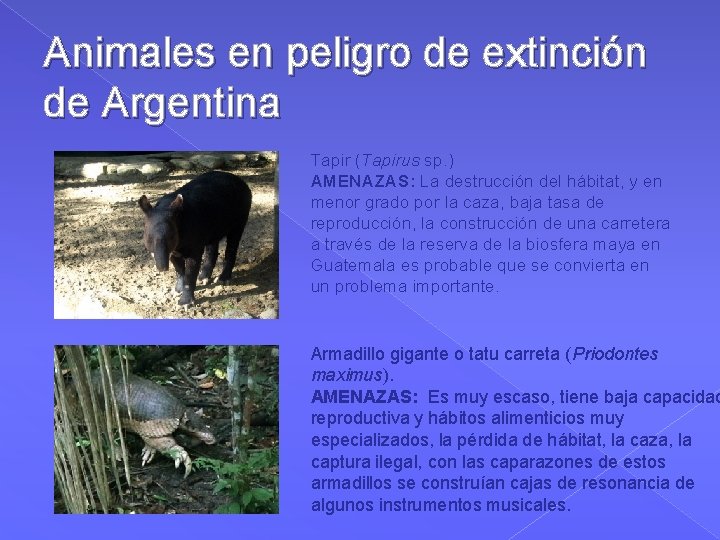 Animales en peligro de extinción de Argentina Tapir (Tapirus sp. ) AMENAZAS: La destrucción