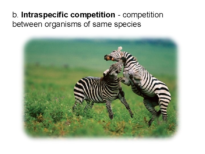 b. Intraspecific competition - competition between organisms of same species 