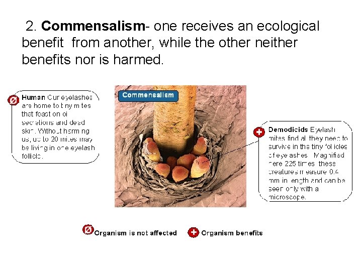  2. Commensalism- one receives an ecological benefit from another, while the other neither