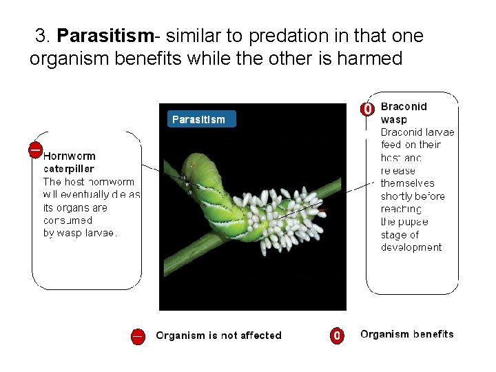  3. Parasitism- similar to predation in that one organism benefits while the other