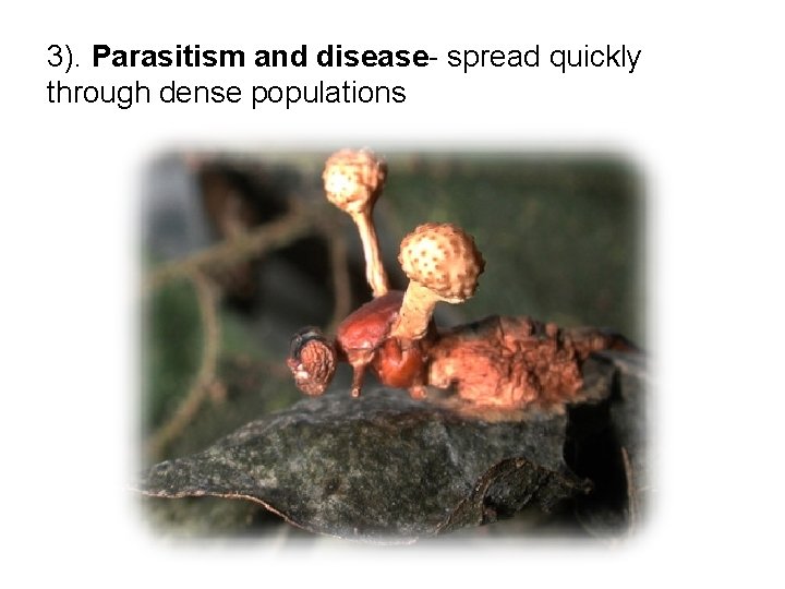 3). Parasitism and disease- spread quickly through dense populations 