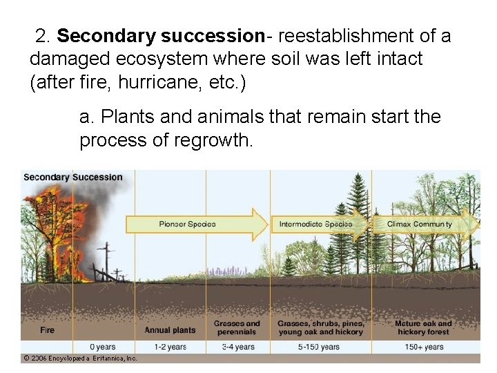  2. Secondary succession- reestablishment of a damaged ecosystem where soil was left intact