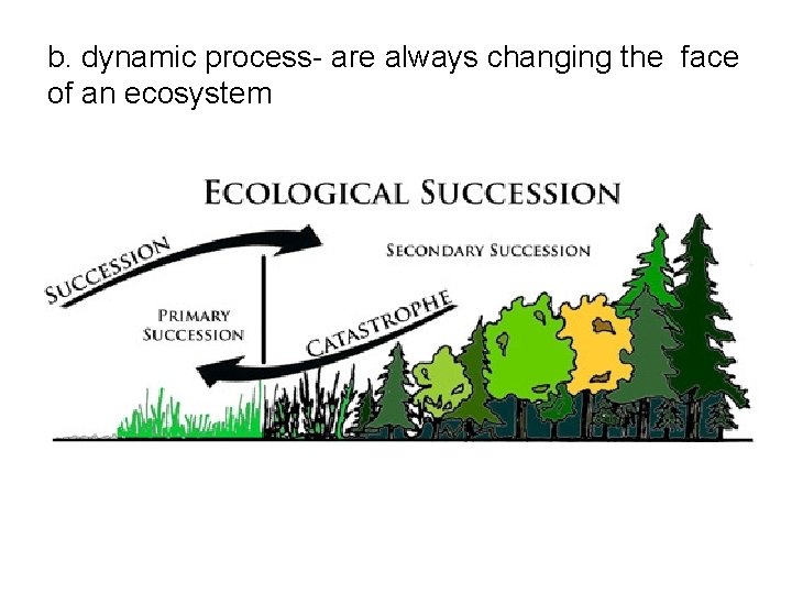 b. dynamic process- are always changing the face of an ecosystem 