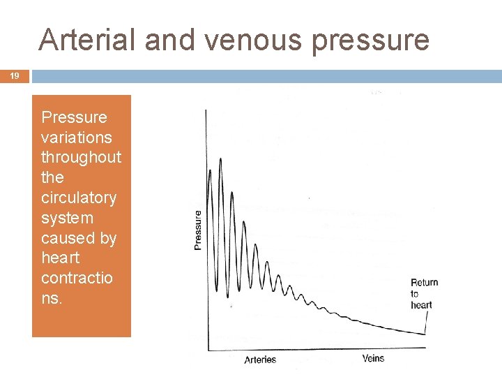 Arterial and venous pressure 19 Pressure variations throughout the circulatory system caused by heart