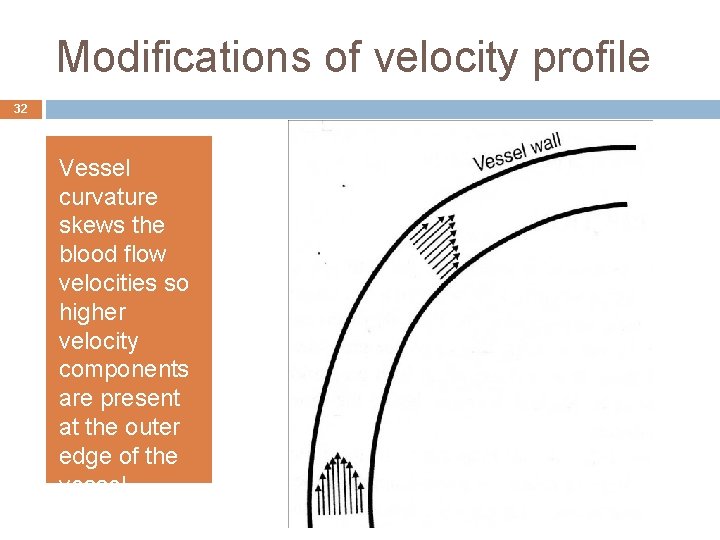 Modifications of velocity profile 32 Vessel curvature skews the blood flow velocities so higher