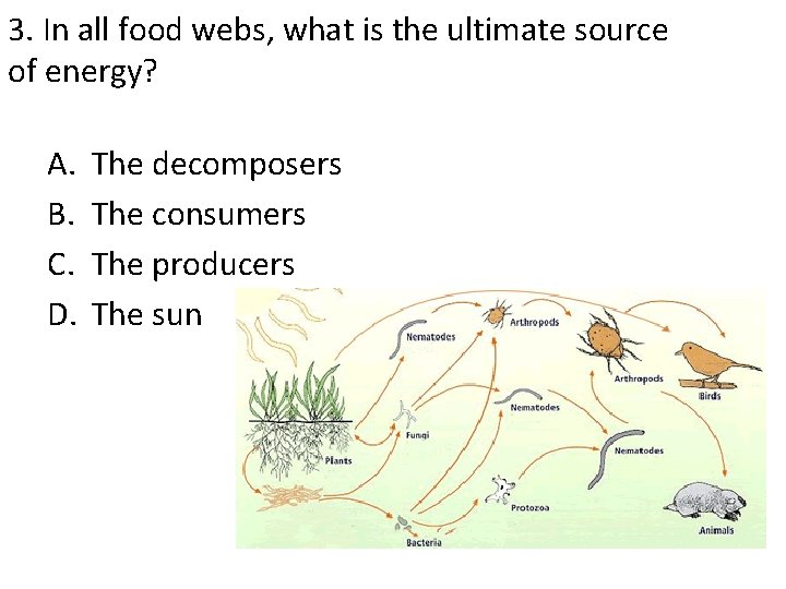 3. In all food webs, what is the ultimate source of energy? A. B.