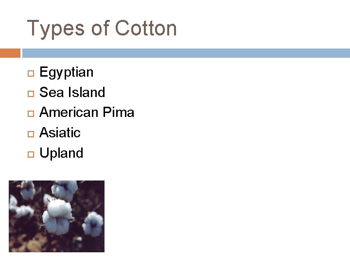 Types of Cotton Egyptian Sea Island American Pima Asiatic Upland 