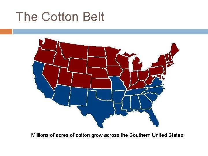 The Cotton Belt Millions of acres of cotton grow across the Southern United States