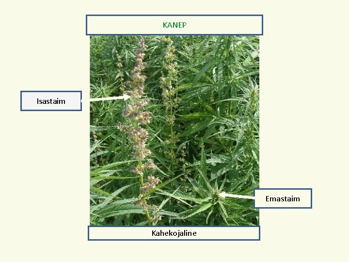 KANEP Isastaim Emastaim Kahekojaline 