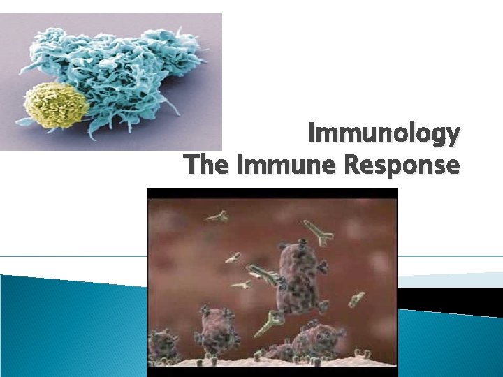Immunology The Immune Response Defense Mechanisms of the