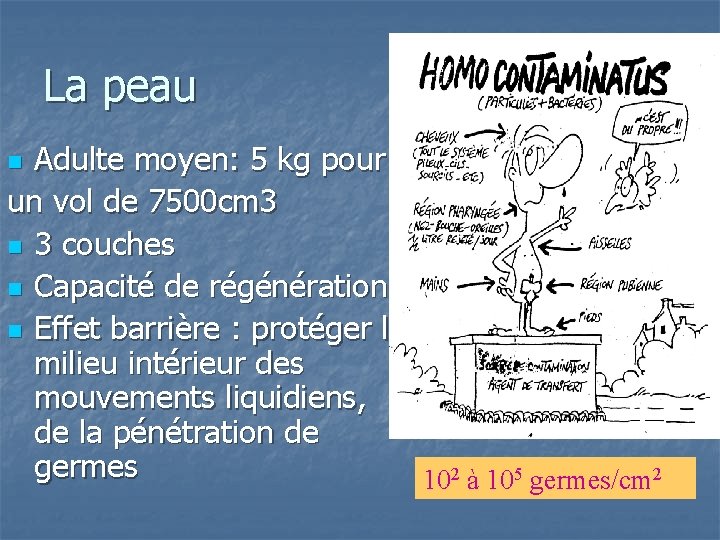 La peau Adulte moyen: 5 kg pour un vol de 7500 cm 3 n