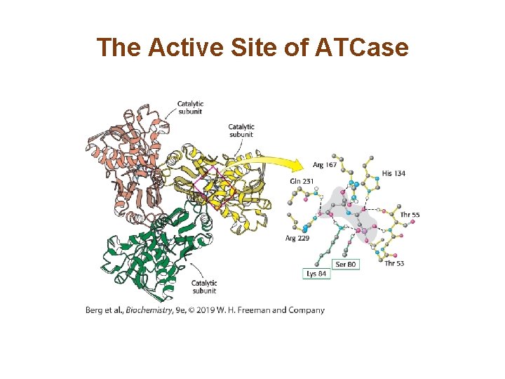 The Active Site of ATCase The Active Site of ATCase