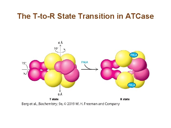 The T-to-R State Transition in ATCase The T-to-R State Transition in ATCase