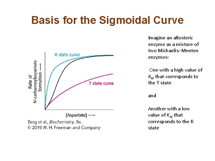 Basis for the Sigmoidal Curve Imagine an allosteric enzyme as a mixture of two Basis for the Sigmoidal Curve Imagine an allosteric enzyme as a mixture of two
