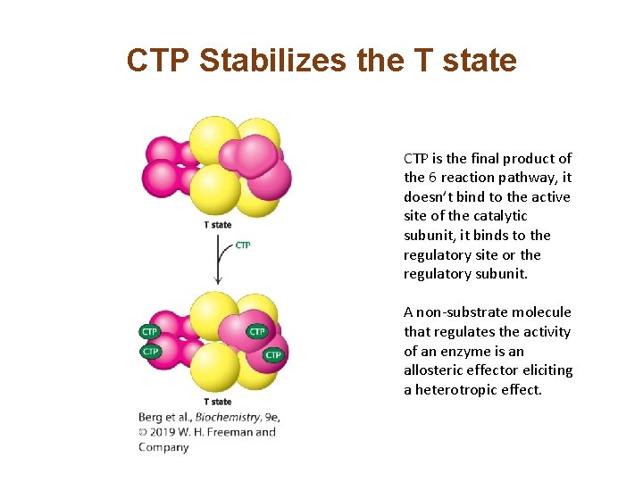 CTP Stabilizes the T state CTP is the final product of the 6 reaction CTP Stabilizes the T state CTP is the final product of the 6 reaction