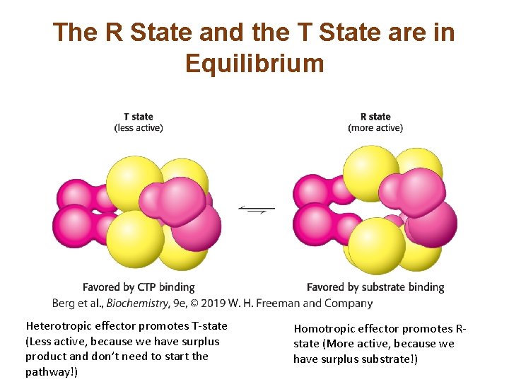 The R State and the T State are in Equilibrium Heterotropic effector promotes T-state The R State and the T State are in Equilibrium Heterotropic effector promotes T-state
