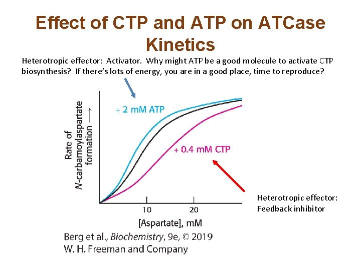 Effect of CTP and ATP on ATCase Kinetics Heterotropic effector: Activator. Why might ATP Effect of CTP and ATP on ATCase Kinetics Heterotropic effector: Activator. Why might ATP