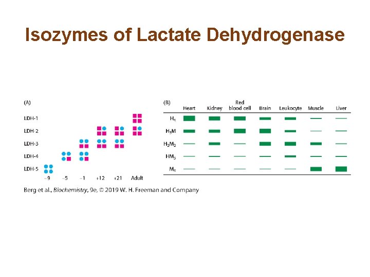 Isozymes of Lactate Dehydrogenase Isozymes of Lactate Dehydrogenase