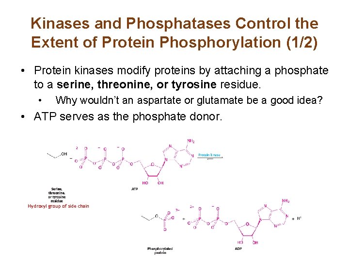Kinases and Phosphatases Control the Extent of Protein Phosphorylation (1/2) • Protein kinases modify Kinases and Phosphatases Control the Extent of Protein Phosphorylation (1/2) • Protein kinases modify