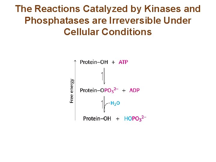 The Reactions Catalyzed by Kinases and Phosphatases are Irreversible Under Cellular Conditions The Reactions Catalyzed by Kinases and Phosphatases are Irreversible Under Cellular Conditions