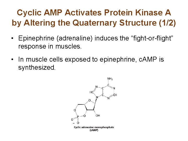 Cyclic AMP Activates Protein Kinase A by Altering the Quaternary Structure (1/2) • Epinephrine Cyclic AMP Activates Protein Kinase A by Altering the Quaternary Structure (1/2) • Epinephrine