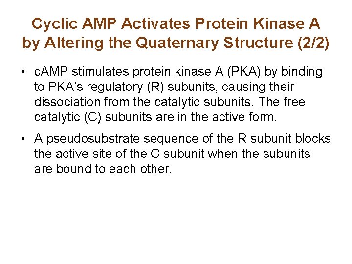 Cyclic AMP Activates Protein Kinase A by Altering the Quaternary Structure (2/2) • c. Cyclic AMP Activates Protein Kinase A by Altering the Quaternary Structure (2/2) • c.