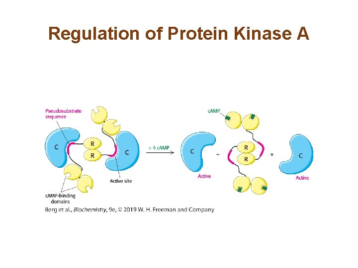 Regulation of Protein Kinase A Regulation of Protein Kinase A
