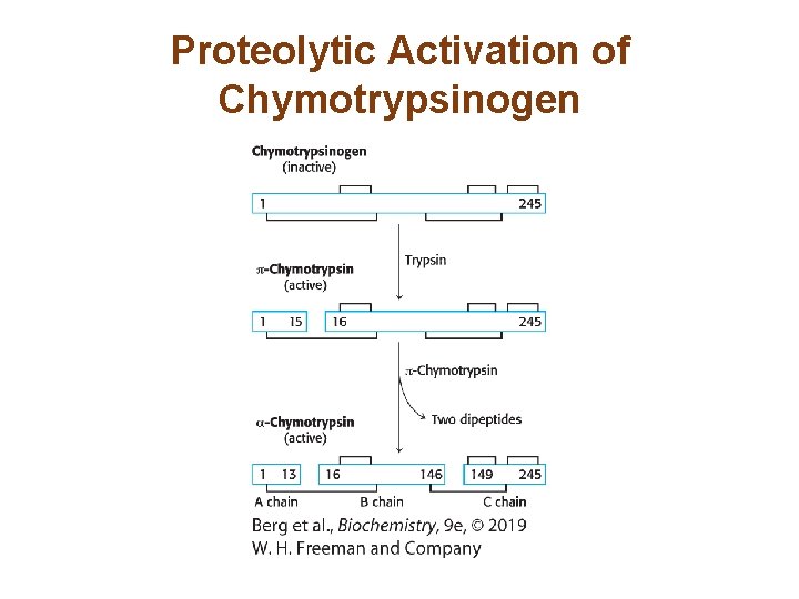 Proteolytic Activation of Chymotrypsinogen Proteolytic Activation of Chymotrypsinogen